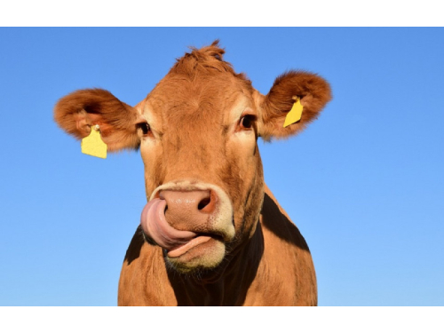 Susietoji pajamų parama už pienines karves – kokie pokyčiai laukia?